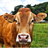 Carte Postale COW Cute