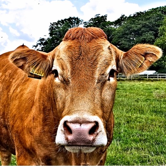 Carte Postale COW Cute