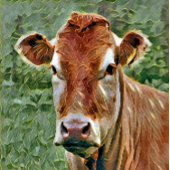 Carte Postale COW Cute