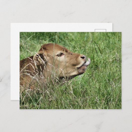 Carte Postale COW Cute (Devant / Derrière)