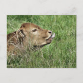 Carte Postale COW Cute (Devant)