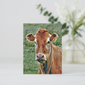 Carte Postale COW Cute (Debout devant)