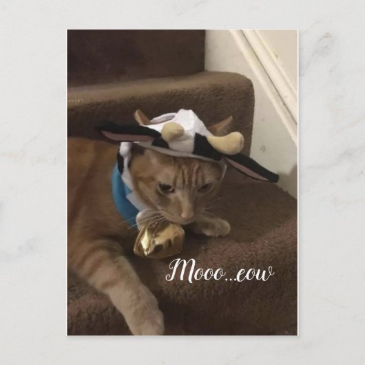 Carte Postale Cow Lancelot (Devant)