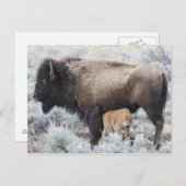 Carte Postale Cow Nursing Bison Calf (Devant / Derrière)