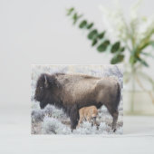 Carte Postale Cow Nursing Bison Calf (Debout devant)
