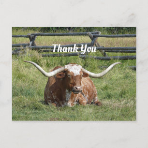 Carte Postale Cow Texas Longhorn Photo Merci