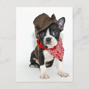 Carte Postale Cowboy Boston