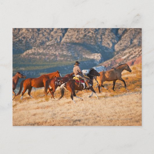 Carte Postale Cowboy élevant des chevaux sauvages 2 (Devant)