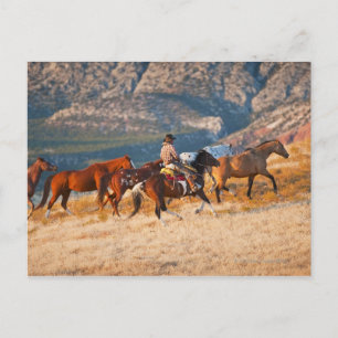 Carte Postale Cowboy élevant des chevaux sauvages 2