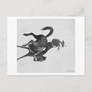 Carte Postale Cowboy Ned Coy montant un bronco cabré nommé