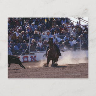 Carte Postale Cowboy Roping Calf à Rodeo