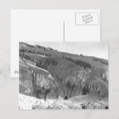 Carte Postale Cowboy s'est séparé de son troupeau. (Devant / Derrière)