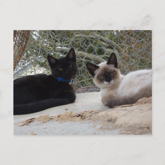Carte Postale Cowboy & Shiva (Devant)