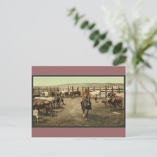 Carte Postale Cowboys et Cows (Debout devant)