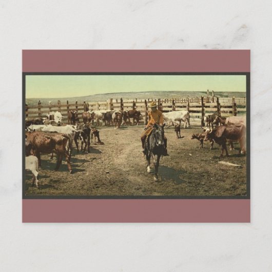 Carte Postale Cowboys et Cows (Devant)