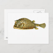 Carte Postale Cowfish grippé (Devant / Derrière)