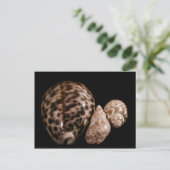Carte postale Cowrie Cones (Debout devant)