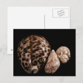Carte postale Cowrie Cones (Devant / Derrière)
