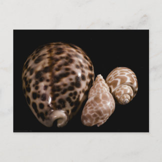 Carte postale Cowrie Cones