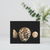 Carte postale Cowrie Cones 2 (Debout devant)