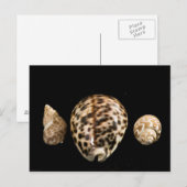 Carte postale Cowrie Cones 2 (Devant / Derrière)