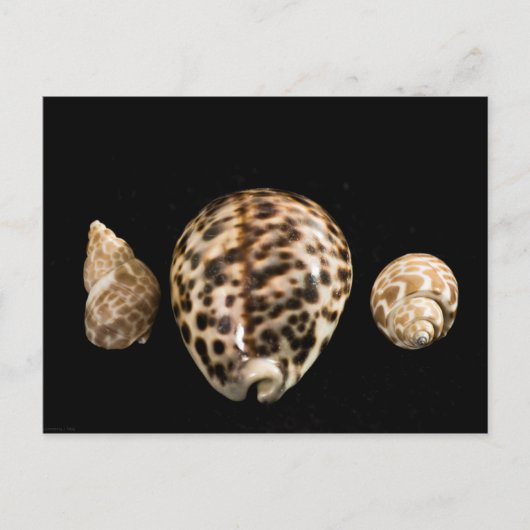 Carte postale Cowrie Cones 2 (Devant)