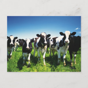 Carte Postale Cows in the field, Betsukai town, Hokkaido