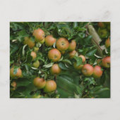 Carte postale Cox Orange Apple (Devant)