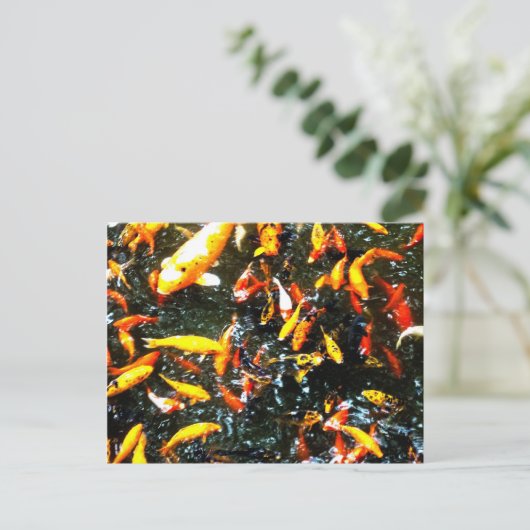 Carte Postale Coy Fish (Debout devant)