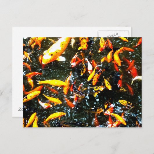 Carte Postale Coy Fish (Devant / Derrière)