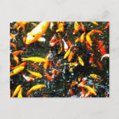 Carte Postale Coy Fish (Devant)