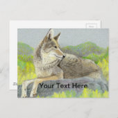 Carte Postale Coyote (Devant / Derrière)