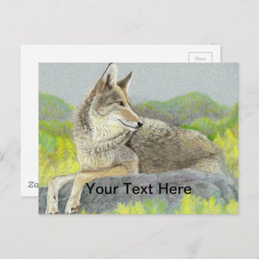 Carte Postale Coyote (Devant / Derrière)