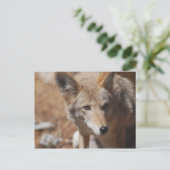 Carte postale Coyote (Debout devant)