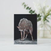 Carte Postale Coyote 2 (Debout devant)