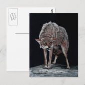 Carte Postale Coyote 2 (Devant / Derrière)