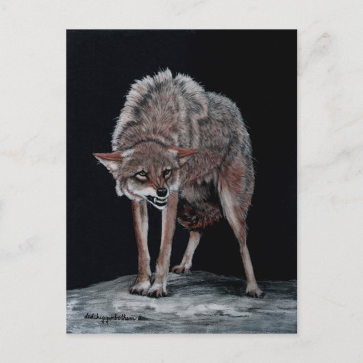 Carte Postale Coyote 2 (Devant)