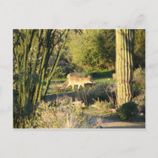 Carte postale Coyote_at_dawn