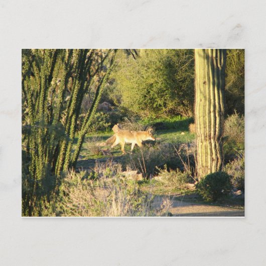 Carte postale Coyote_at_dawn (Devant)