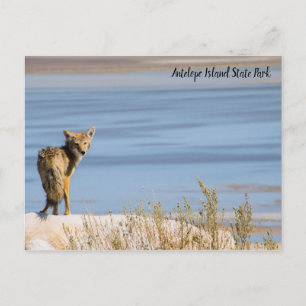 Carte Postale Coyote au parc national d'Antelope Island