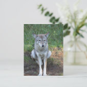 Carte Postale Coyote collection (Debout devant)