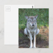 Carte Postale Coyote collection (Devant / Derrière)