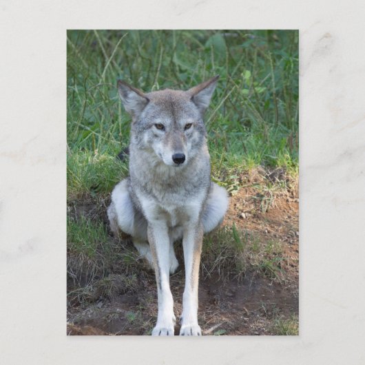 Carte Postale Coyote collection (Devant)