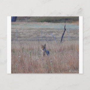 Carte Postale Coyote dans le parc national de Wind Cave, Dakota 