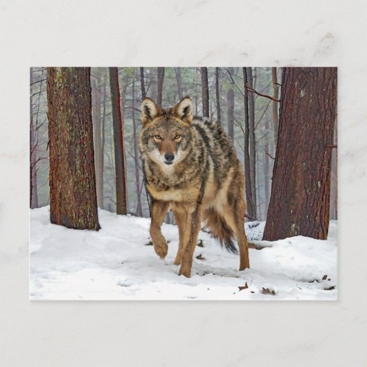 Carte Postale "Coyote Dans Les Pins" (Devant)