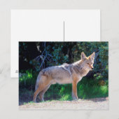 Carte Postale Coyote debout le long d'une route (Devant / Derrière)