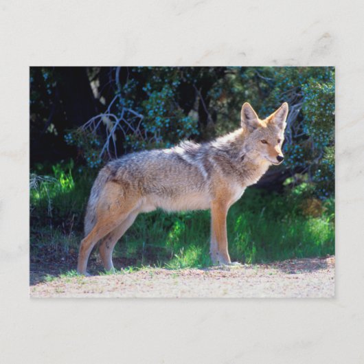 Carte Postale Coyote debout le long d'une route (Devant)
