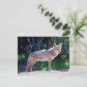 Carte Postale Coyote debout le long d'une route (Debout devant)