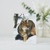 Carte Postale Coyote en neige (Debout devant)