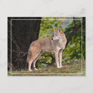 Carte postale Coyote Jolie